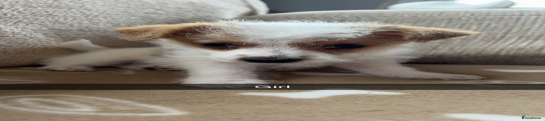 Jack Russell Puppy 5