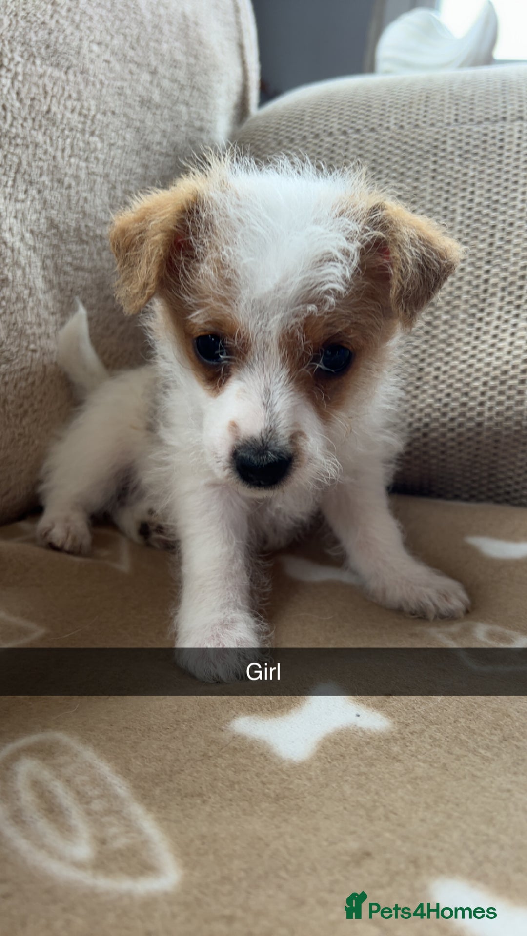 Jack Russell dogs for sale: beautiful jack Russell puppies - Image 6