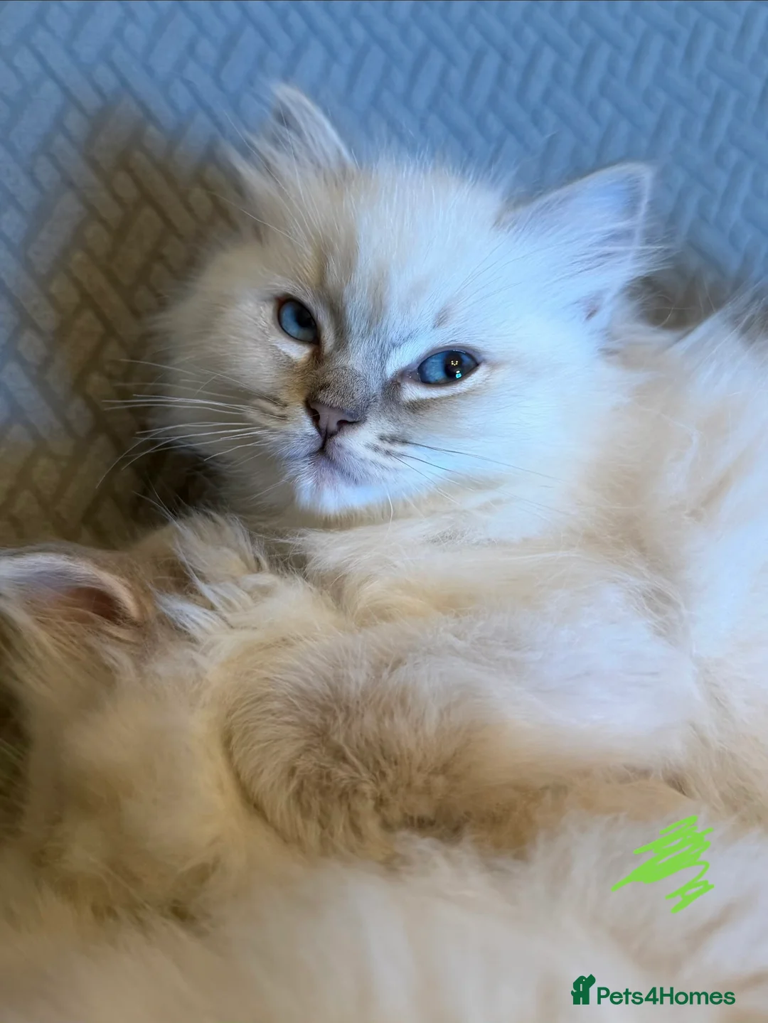 Ragdoll cats for sale: Beautiful Ragdoll Kittens (READY NOW) - Advert 23
