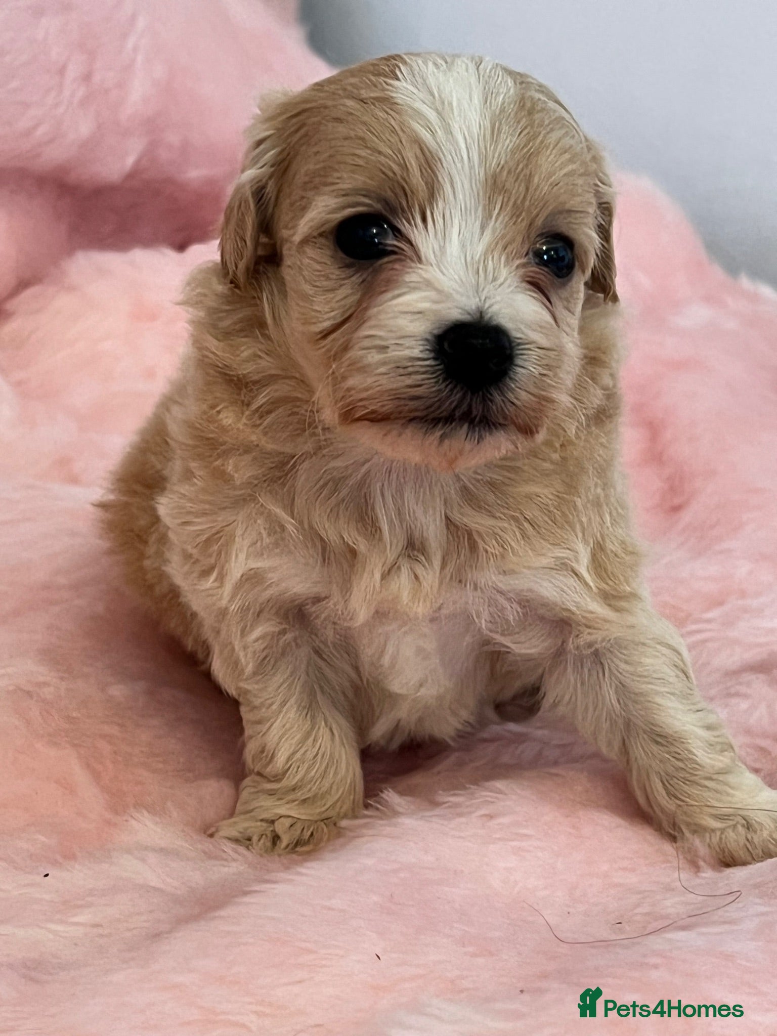 Maltipoo dogs Stunning litter of maltipoo Puppies - Advert 3