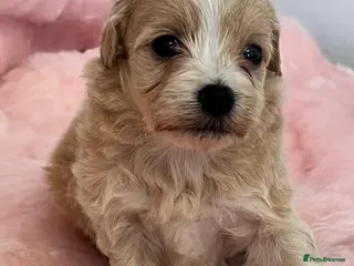 Maltipoo dogs Stunning litter of maltipoo Puppies - Advert 3