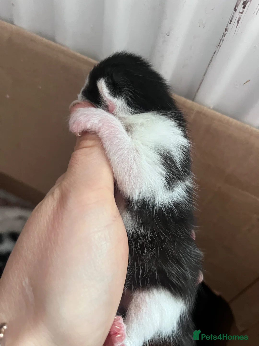 British Shorthair cats for sale: 2 gorgeous kittens lookin 4 there forever home  in Cumnock - Advert 4