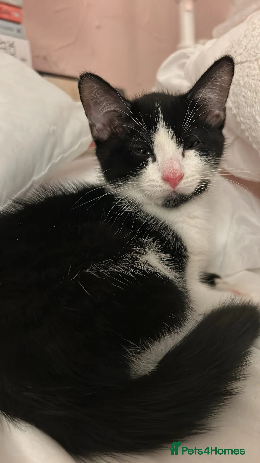 Mixed Breed cats for sale: Gentle Male Kitten (+ litter tray, food, toys…) - Advert 3