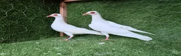 Pigeons birds for sale: Premium Breeding Pigeons Top Quality Pairs Availab - Advert 31
