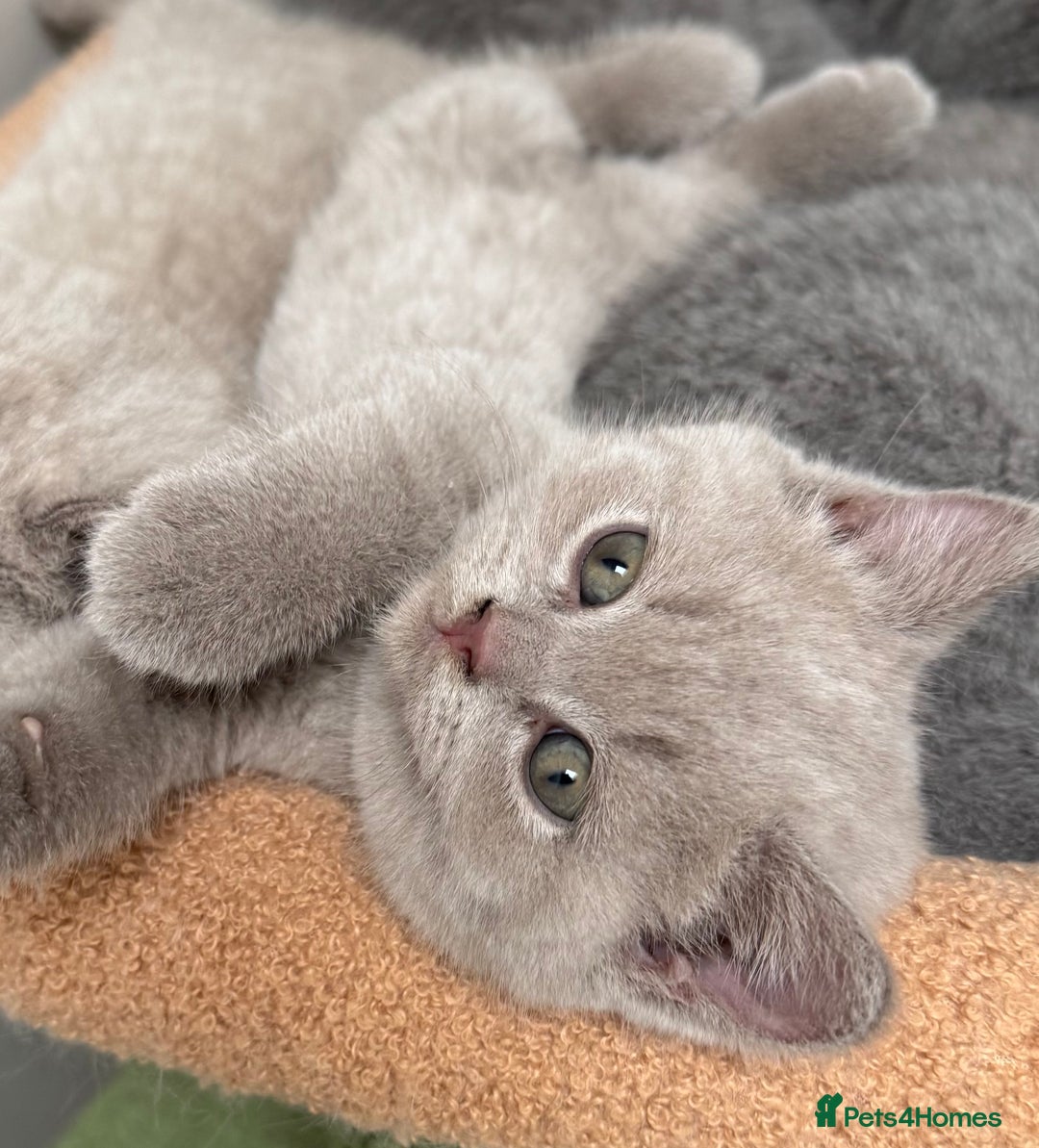 British Shorthair cats for sale: Last 3 stunning BSH Left - Image 6