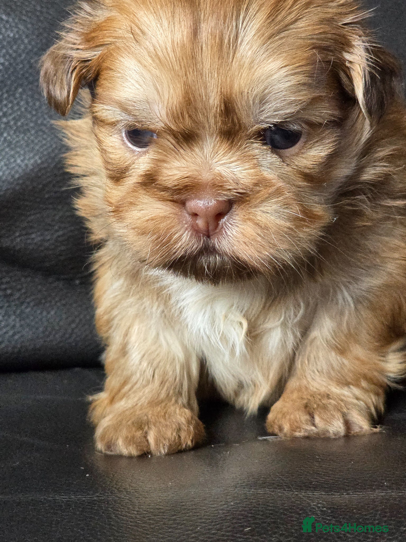 Shih Tzu dogs Stunning KC Reg imperial shih tzu puppies - Advert 1