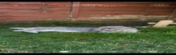 Mixed Breed rabbits for sale: Two rabbits looking for a new home  in St Albans - Advert 3