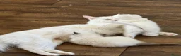 Scottish Fold cats for sale: Gorgeous Scottish Fold & Straight Kittens  in Ayr - Advert 19