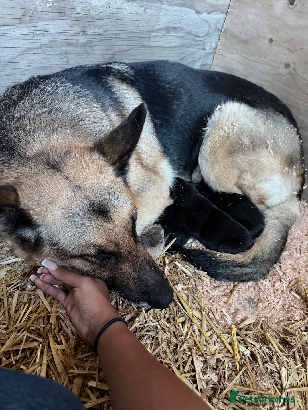 German Shepherd dogs for sale: Beautiful German shepherd pups available  - Advert 7