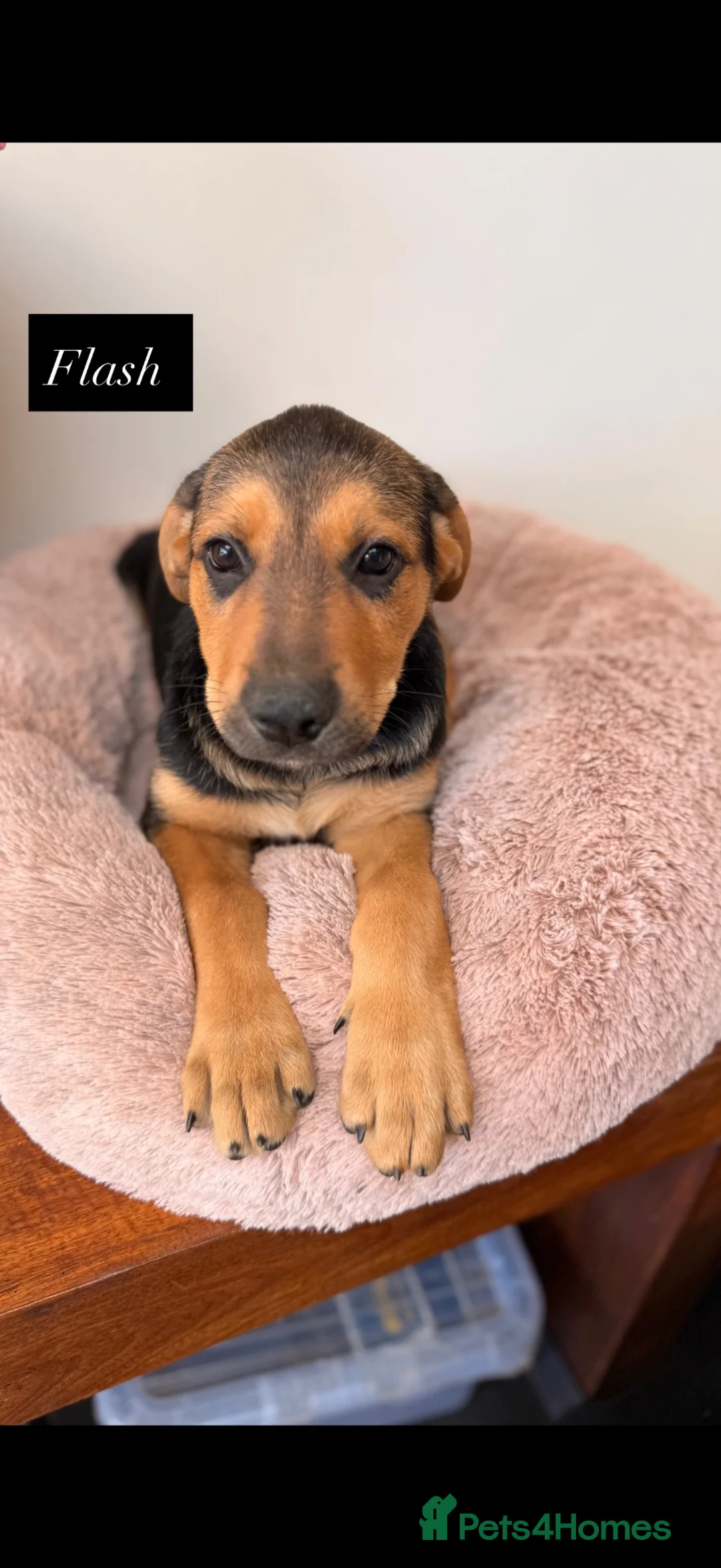 Mixed Breed dogs for sale:  Stunning Rottweiler × German Shepherd Puppies - Advert 2