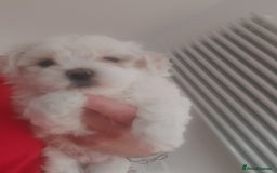 Maltipoo dogs for sale: Asian Teddy Toy Maltipoos  - Image 4