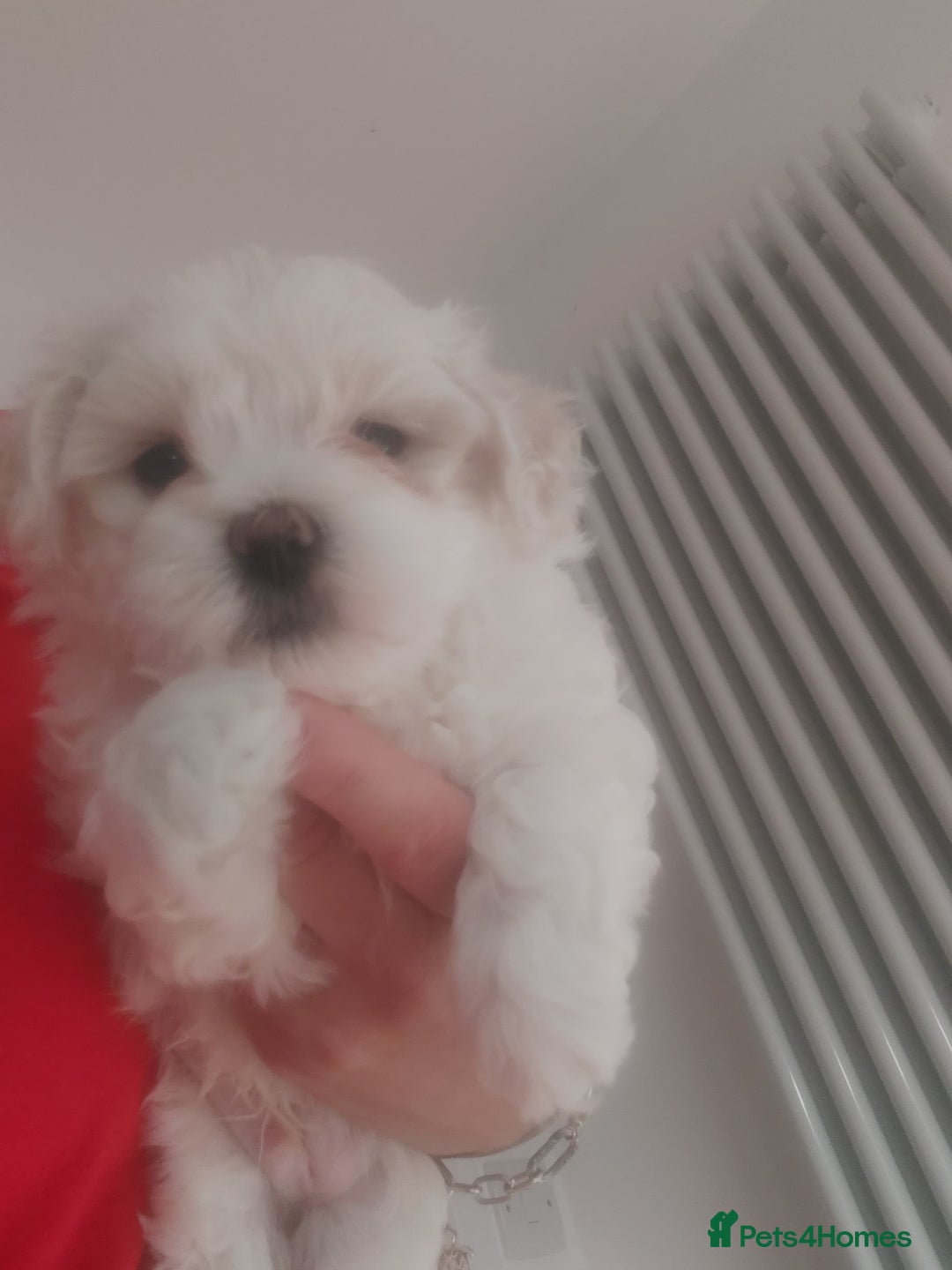 Maltipoo dogs for sale: Asian Teddy Toy Maltipoos  - Image 4