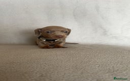 Miniature Dachshund dogs for sale: 5 beautiful Miniture dachshunds for sale - Image 9