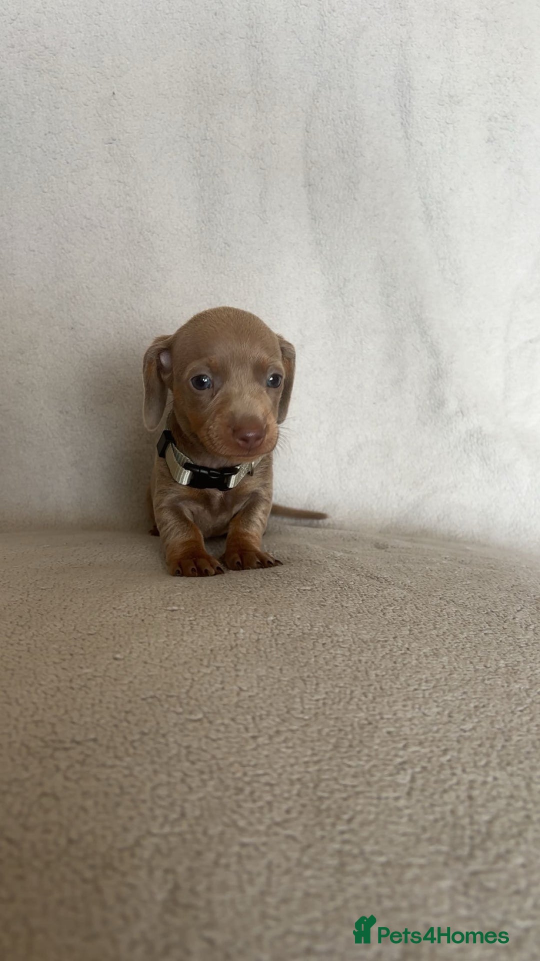 Miniature Dachshund dogs for sale: 5 beautiful Miniture dachshunds for sale - Image 9