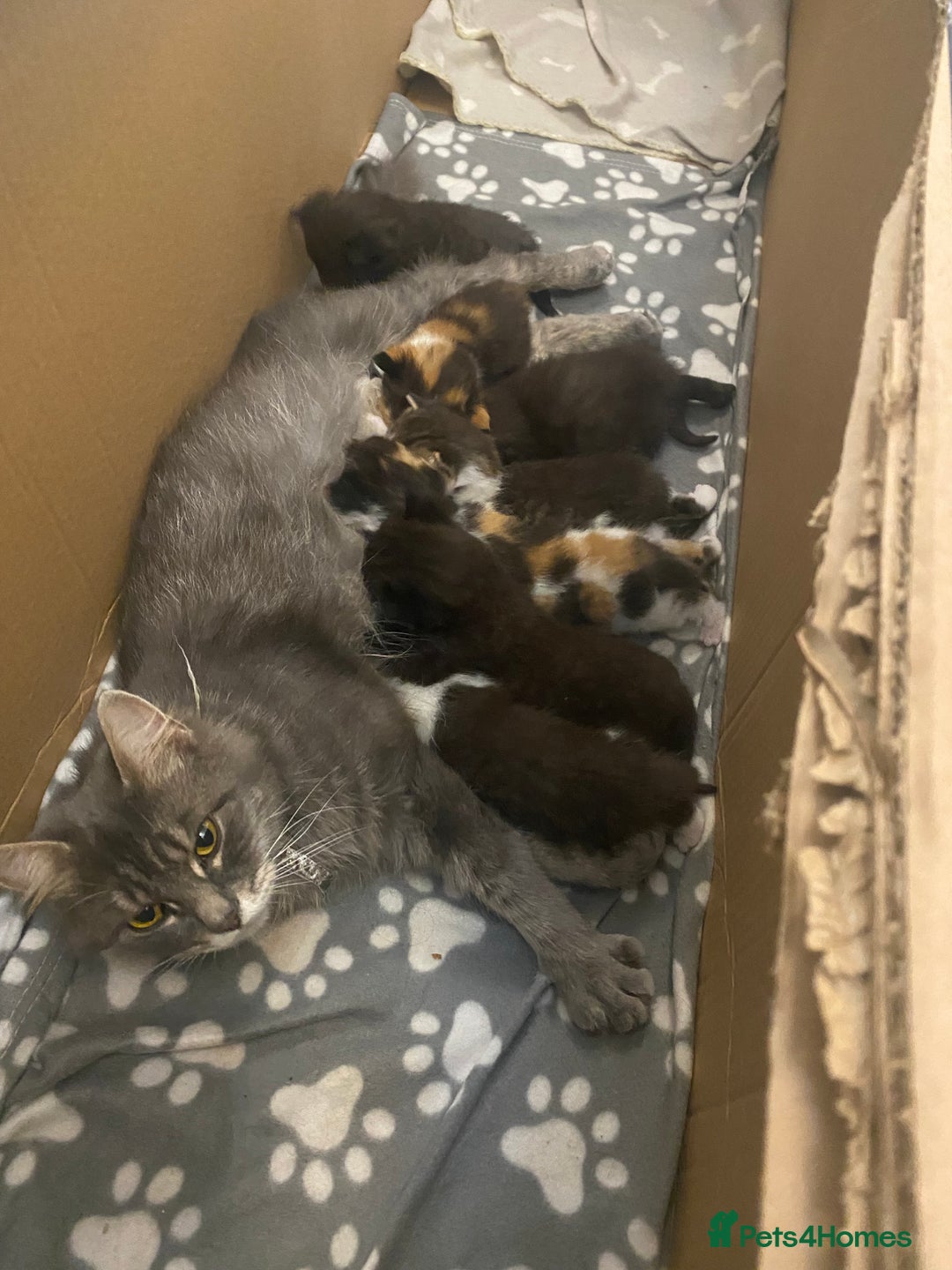 Mixed Breed cats for sale: Gorgeous Maine coon X blue kittens - Image 12