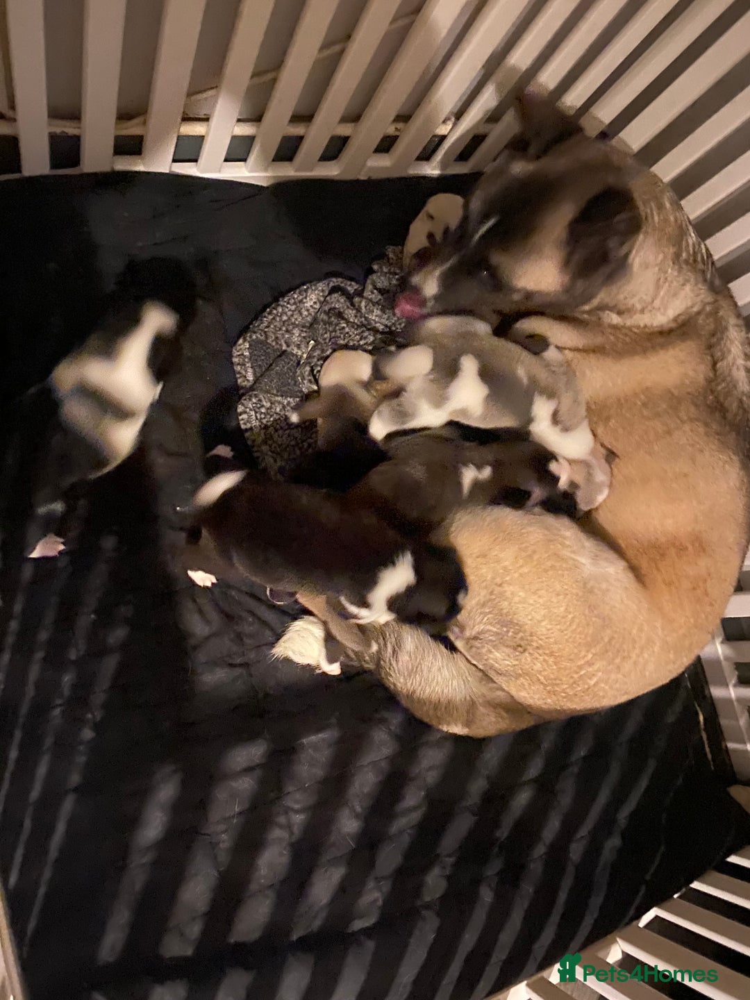 Akita dogs for sale: X2 Akita pups ready for a new home  - Image 1