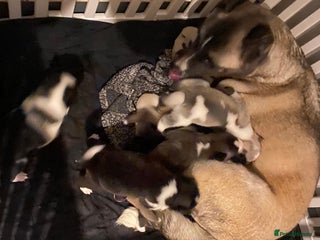 Akita dogs - Advert 36