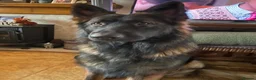 German Shepherd dogs for stud: Amazing Loki  for stud  - Advert 3