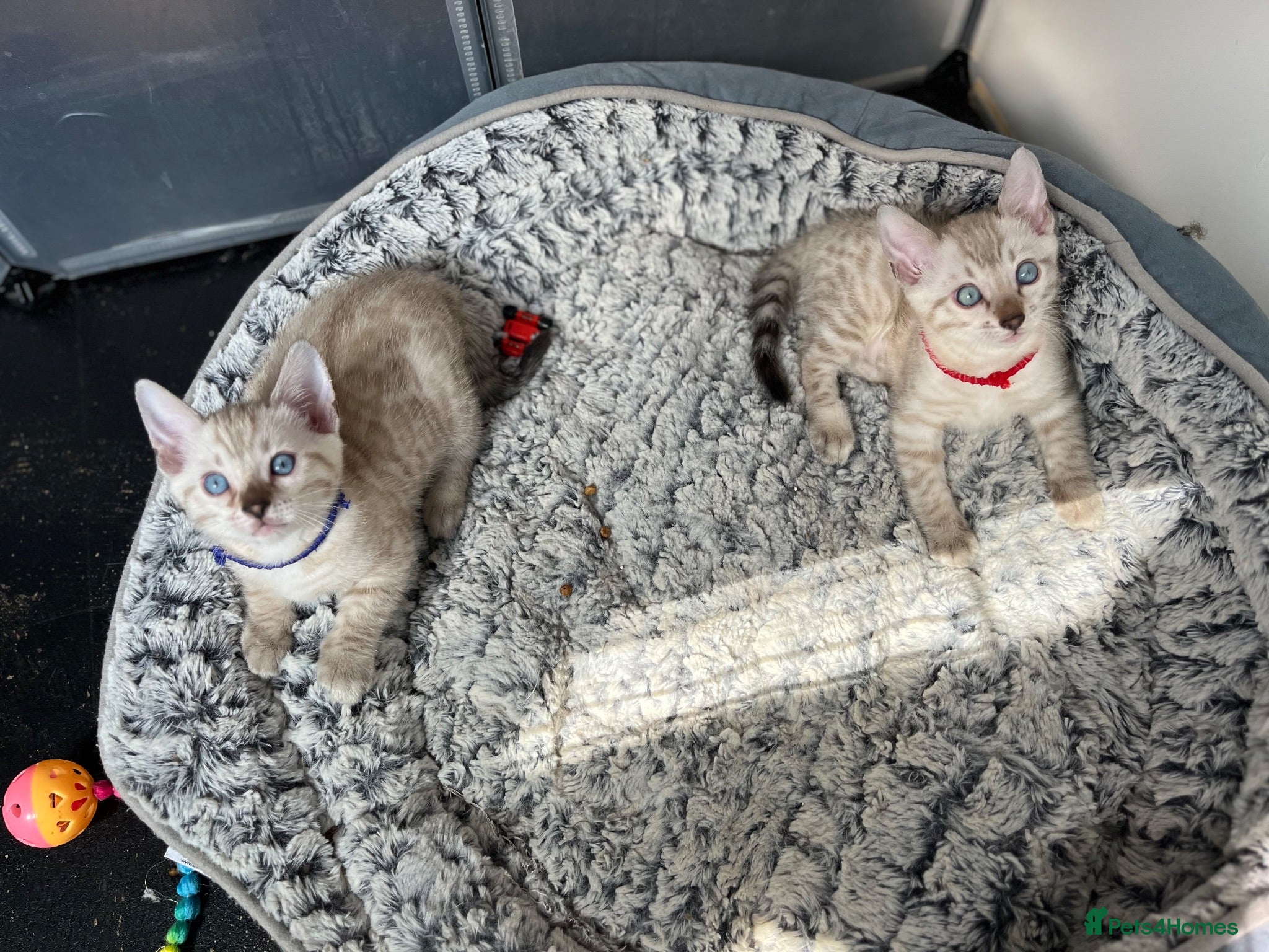 Bengal cats Two Stunning Snow Lynx Bengal Boys 🐾💙 - Advert 11