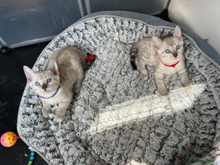 Bengal cats Two Stunning Snow Lynx Bengal Boys 🐾💙 - Advert 4