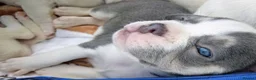 French Bulldog dogs for sale: pedigree French Bulldog pups - Advert 9