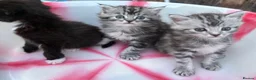 Siberian cats for sale: Adorable Kittens Looking for Their Forever Homes! - Advert 10