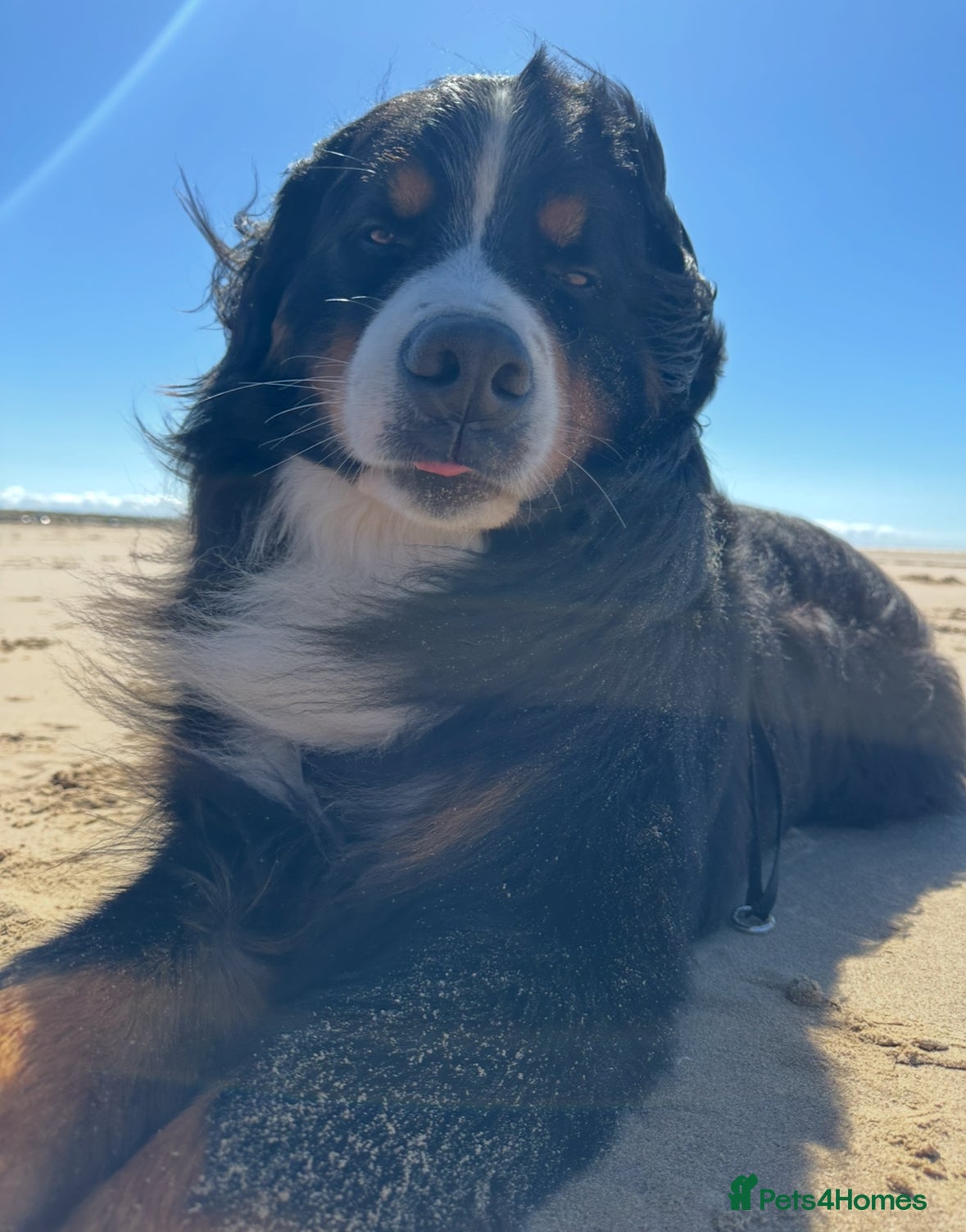 Bernese Mountain Dog dogs Gorgeous KC Registered Bernese Stud  in Christchurch - Advert 1