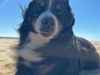 Bernese Mountain Dog dogs Gorgeous KC Registered Bernese Stud in Christchurch - Advert 1