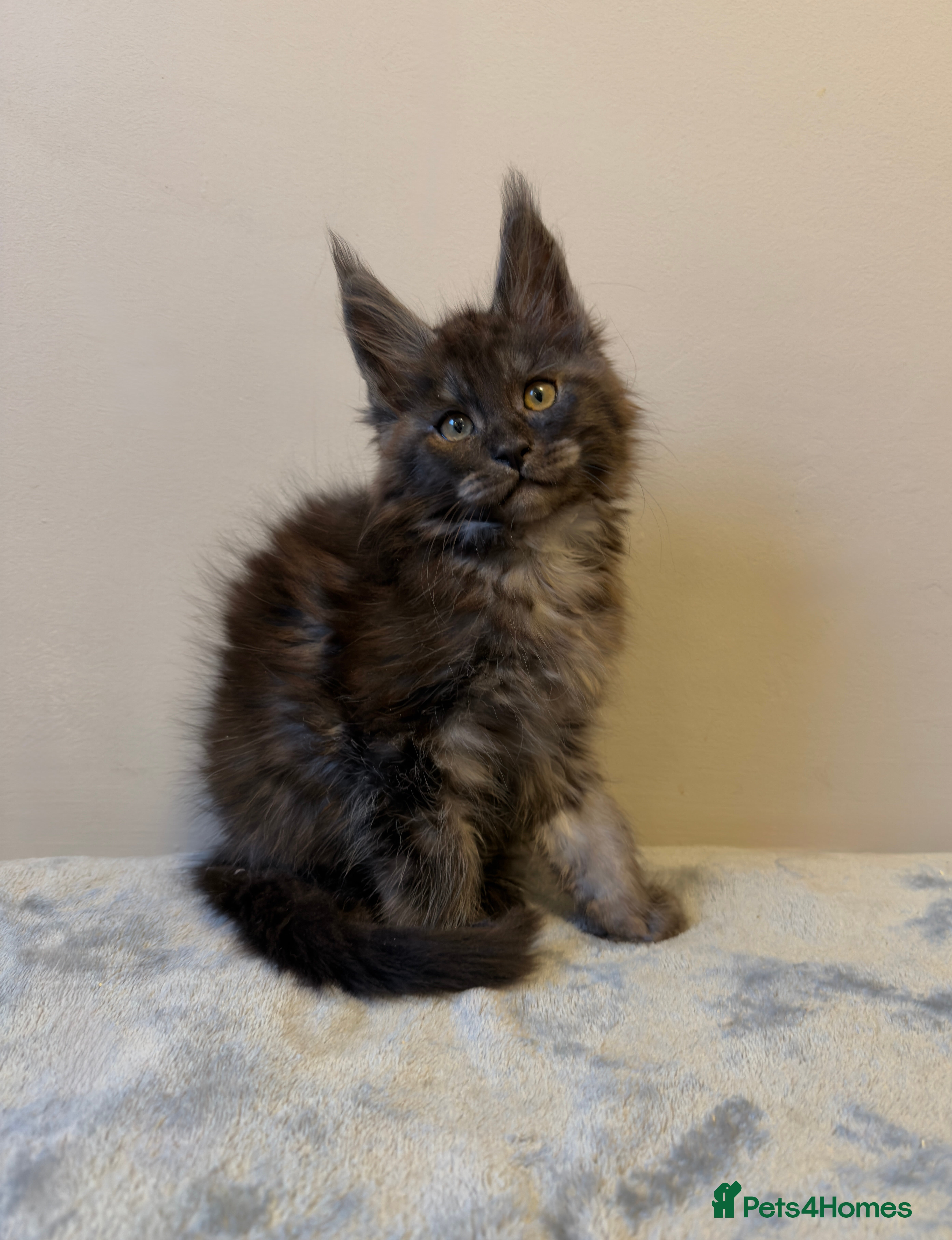 Maine Coon cats for sale: ⭐️ Outstanding TICA Maine Coons ⭐️ - Russian Lines - Advert 2