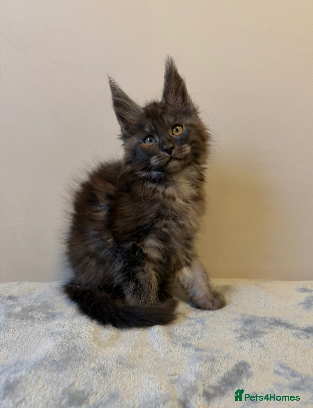 Maine Coon cats for sale: ⭐️ Outstanding TICA Maine Coons ⭐️ - Russian Lines in Halifax - Advert 3