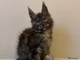 Maine Coon cats for sale: ⭐️ Outstanding TICA Maine Coons ⭐️ - Russian Lines - Advert 2