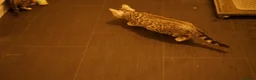 Bengal cats for sale: 2 boy Bengal kittens for sale  - Advert 7