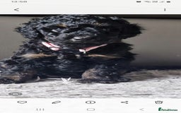 Cockapoo dogs for sale: Gorgeous F1B cockapoo  - Advert 20