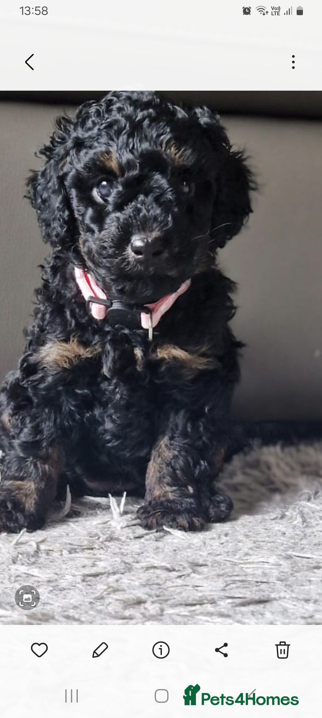 Cockapoo dogs for sale: Gorgeous F1B cockapoo  - Advert 20