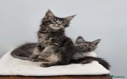 Maine Coon cats for sale: Pedigree Maine Coon Kittens for sale  - Image 3