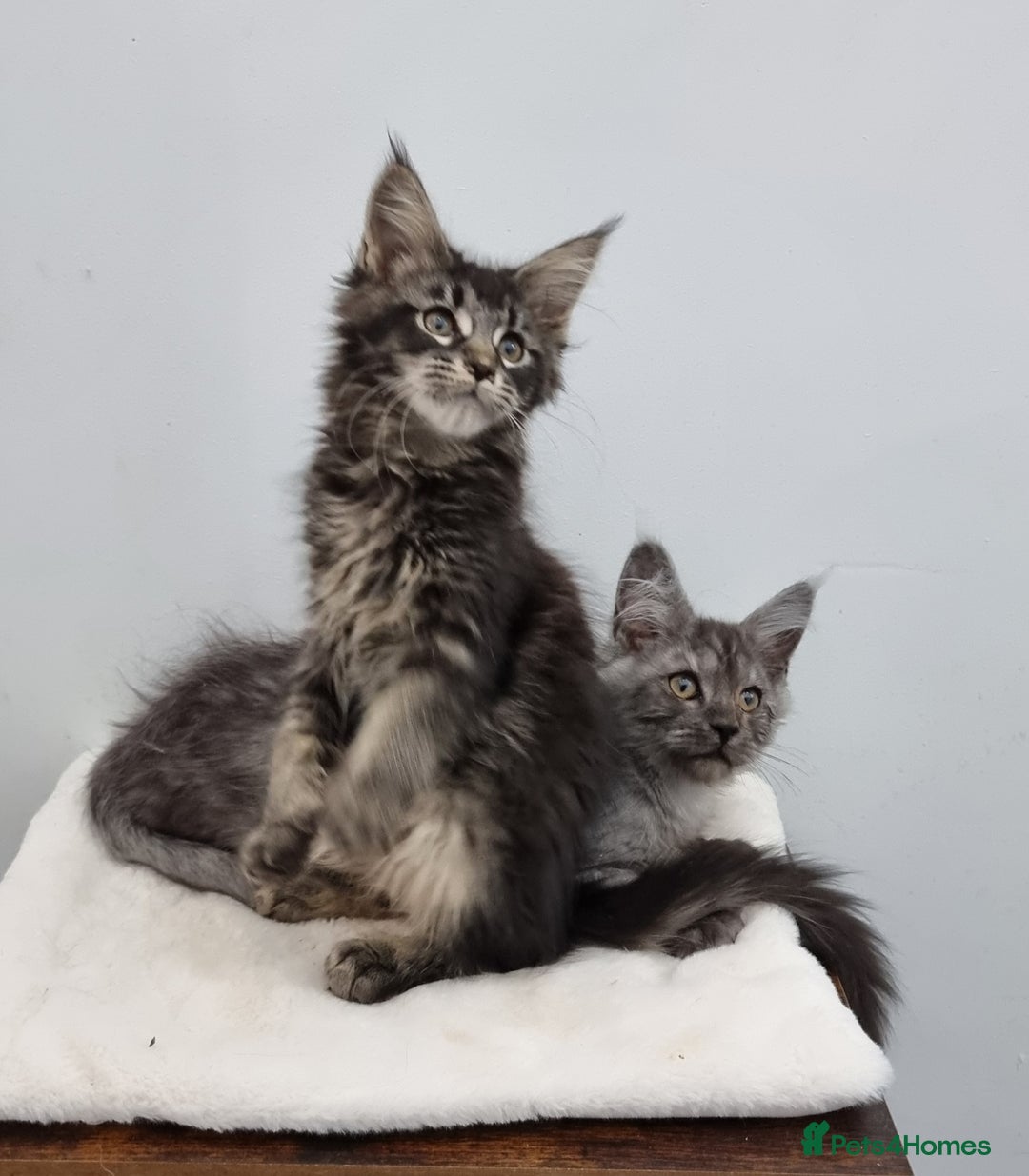 Maine Coon cats for sale: Pedigree Maine Coon Kittens for sale  - Image 3