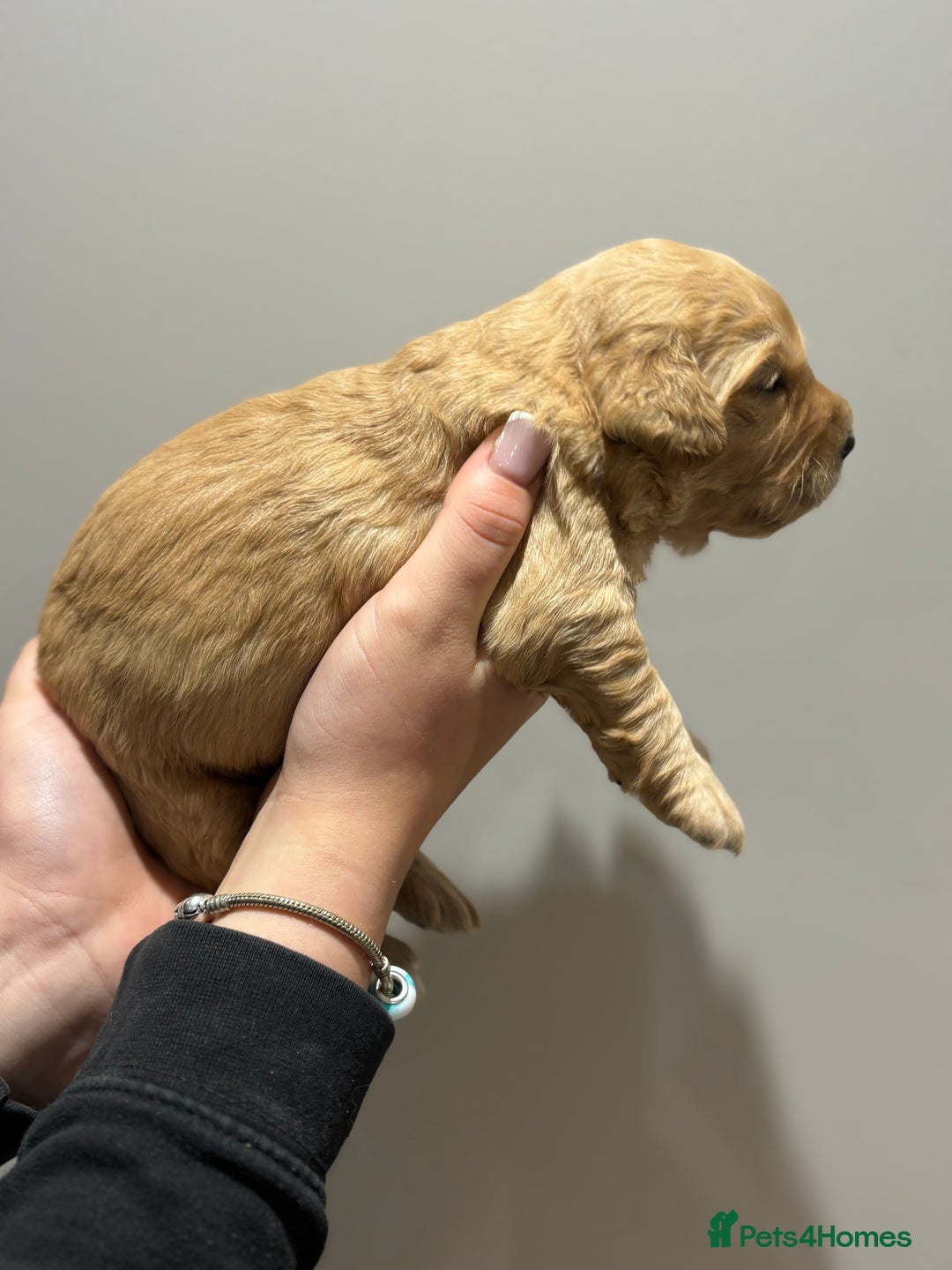 Goldendoodle dogs for sale: Gorgeous F1 Golden Doodles ❤️ - Advert 17