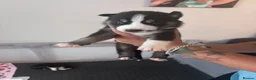 Siberian Husky dogs for sale: Beautiful husky pups - Advert 7