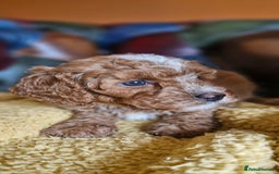 Cavapoo dogs for sale: Gorgeous f1b Cavapoo puppys.Health tested parents  - Image 10