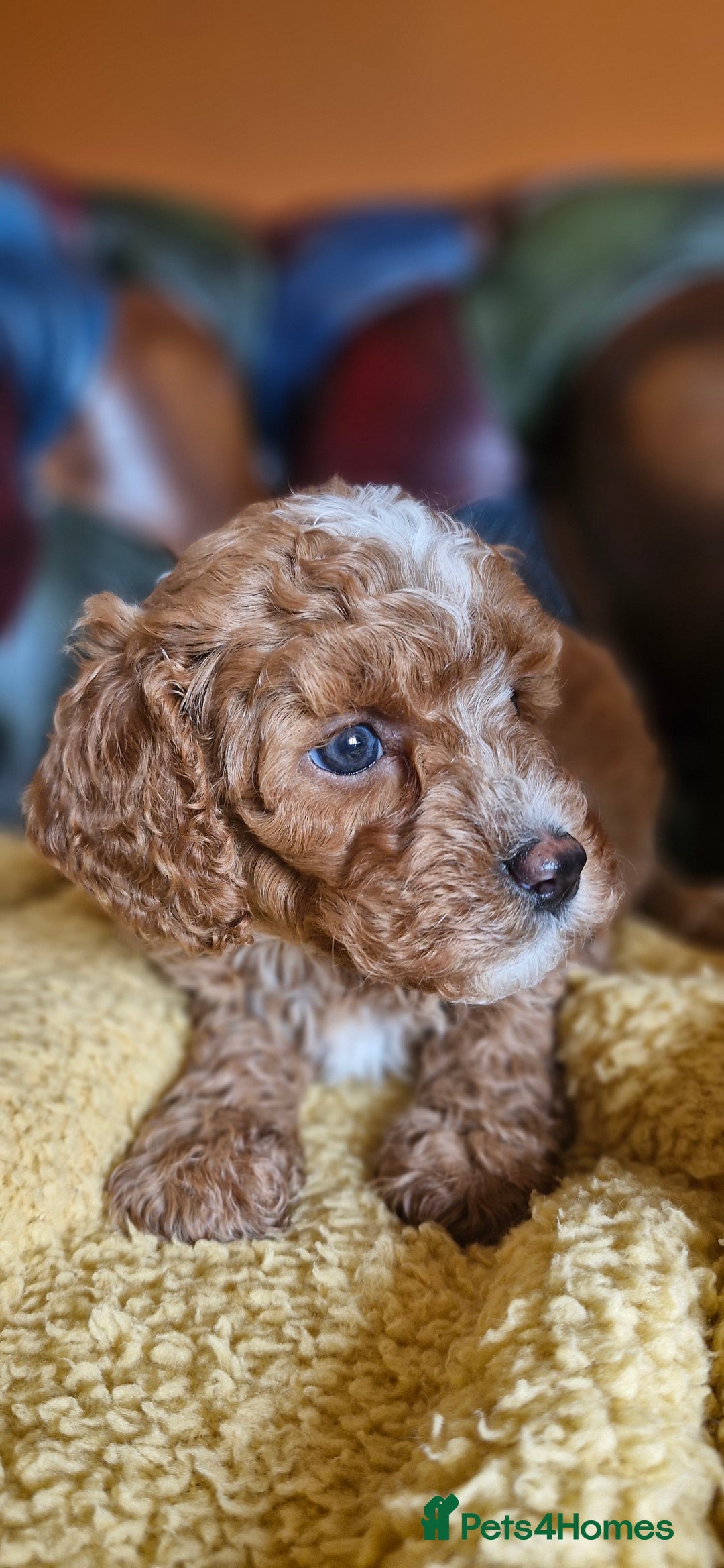 Cavapoo dogs for sale: Gorgeous f1b Cavapoo puppys.Health tested parents  - Image 10