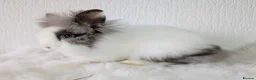 Lionhead rabbits for sale: Double Maned BE Lionheads in London - Advert 19