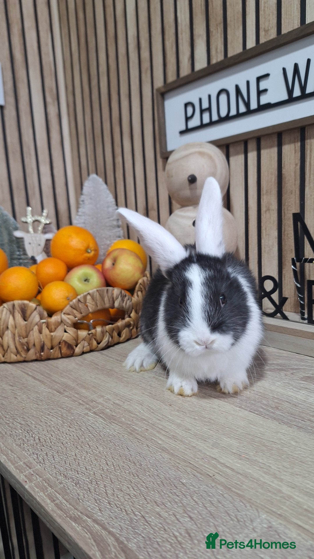 Continental Giant rabbits for sale: Giant baby rabbits  - Advert 2