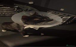 Mixed Breed cats for sale: 3 beautiful cats for re-home  - Image 2