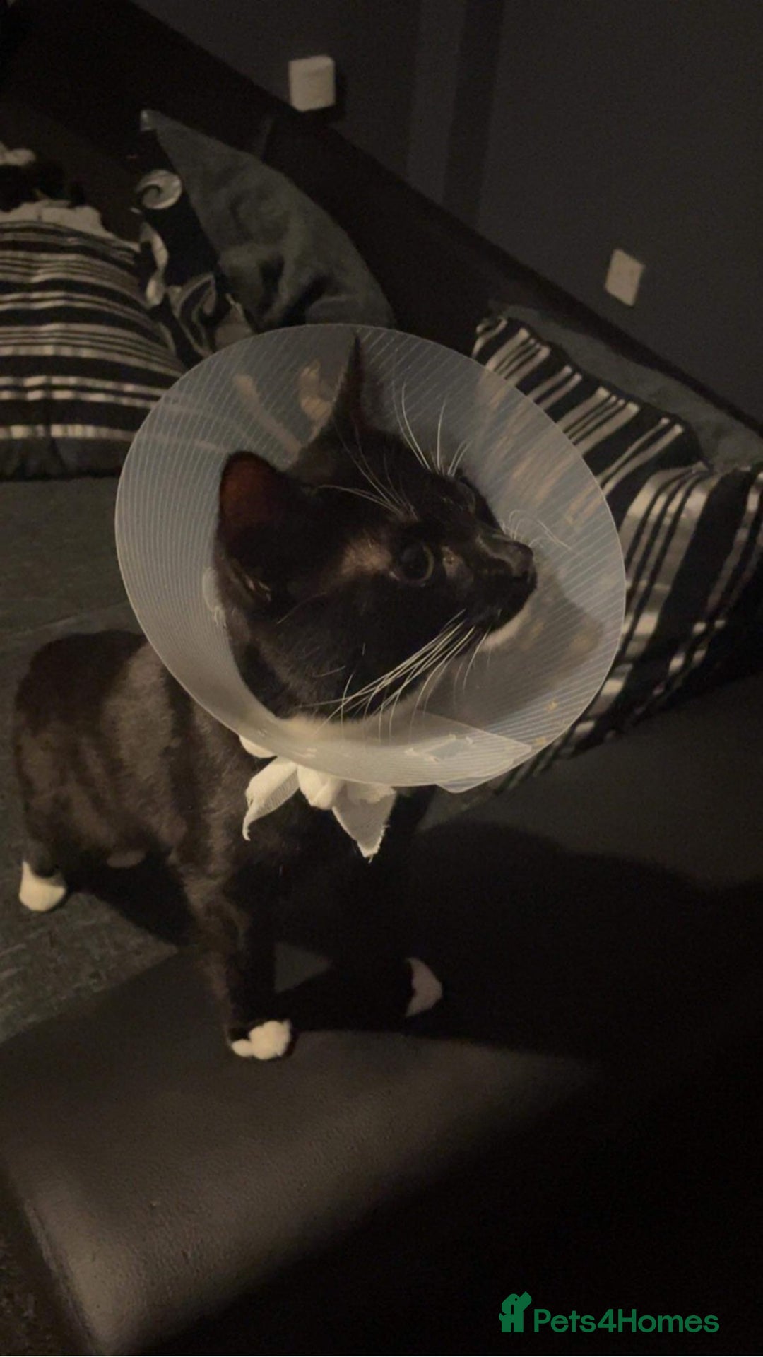 Mixed Breed cats for sale: 3 beautiful cats for re-home  - Image 2