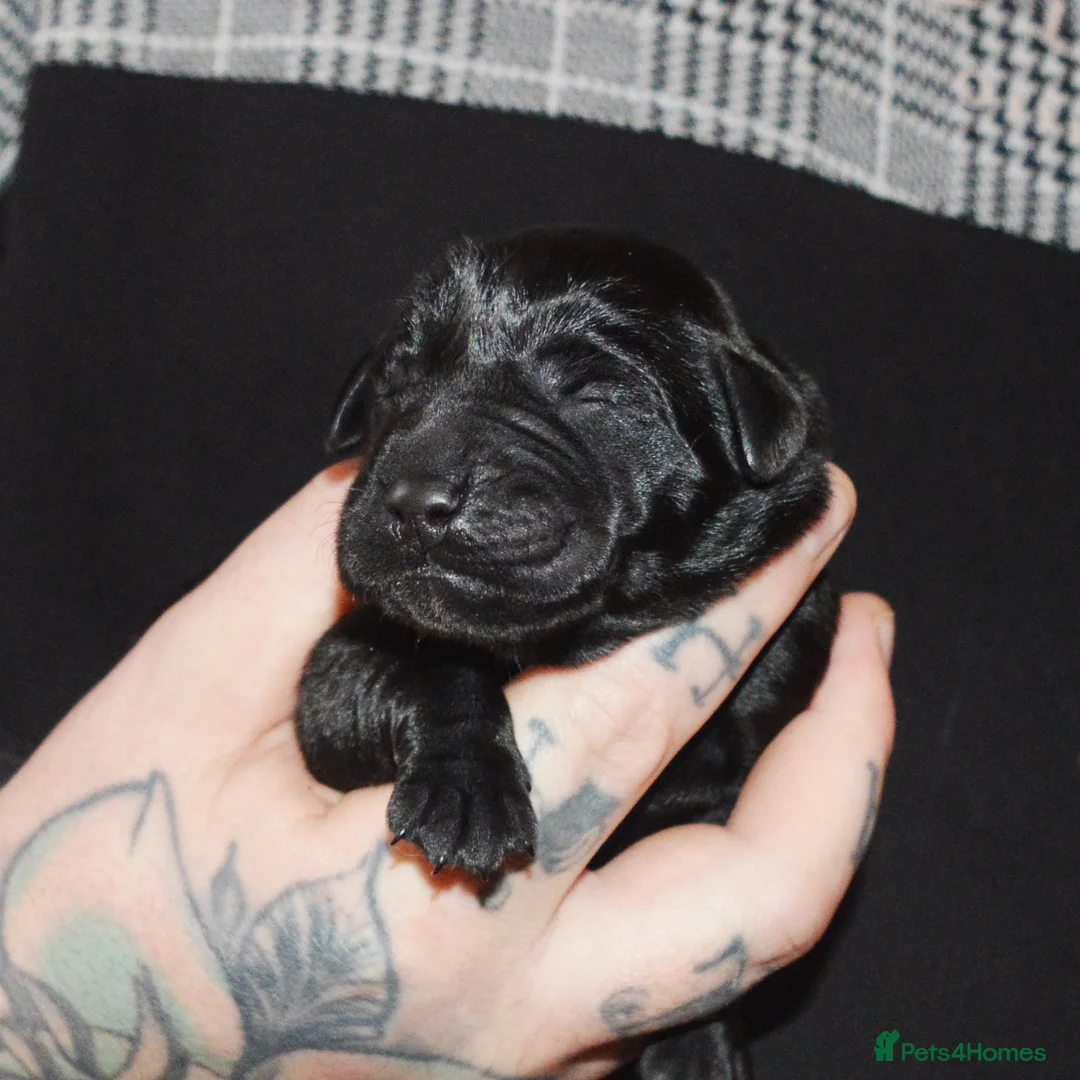 Labrador Retriever dogs for sale: FULLY HEALTH TESTED KC STUNNING CHUNKY LABRADORS  - Advert 3