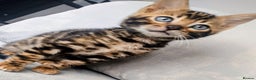 Bengal cats for sale: Kittens Bengal Pedigree tree blood line - Advert 12