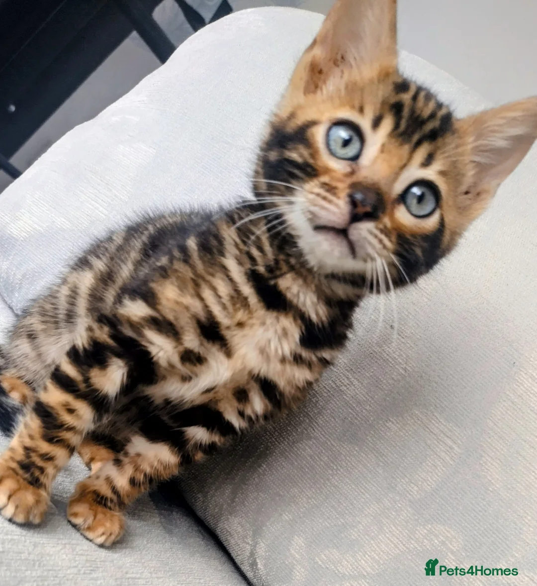 Bengal cats for sale: Kittens Bengal Pedigree tree blood line - Advert 12