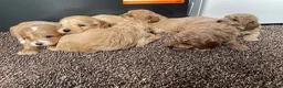 Cavapoo dogs for sale: F1 Cavapoo HEALTH TESTED  - Advert 8