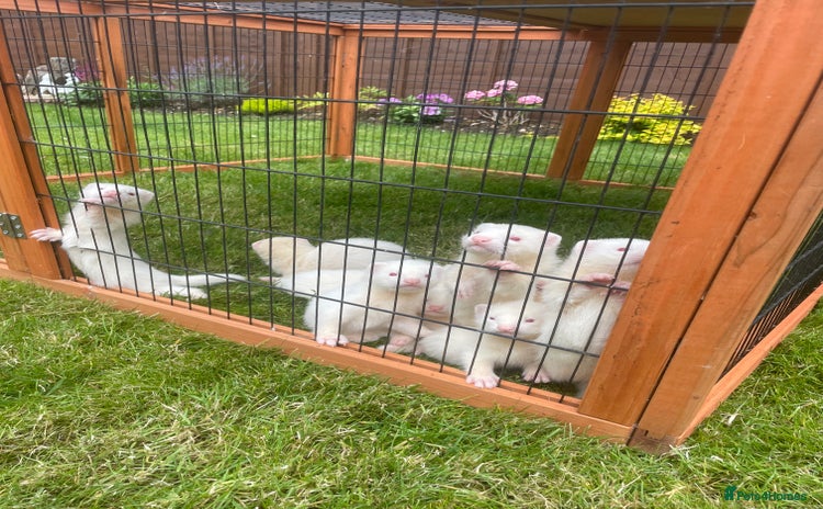 Ferret rodents - Advert 5