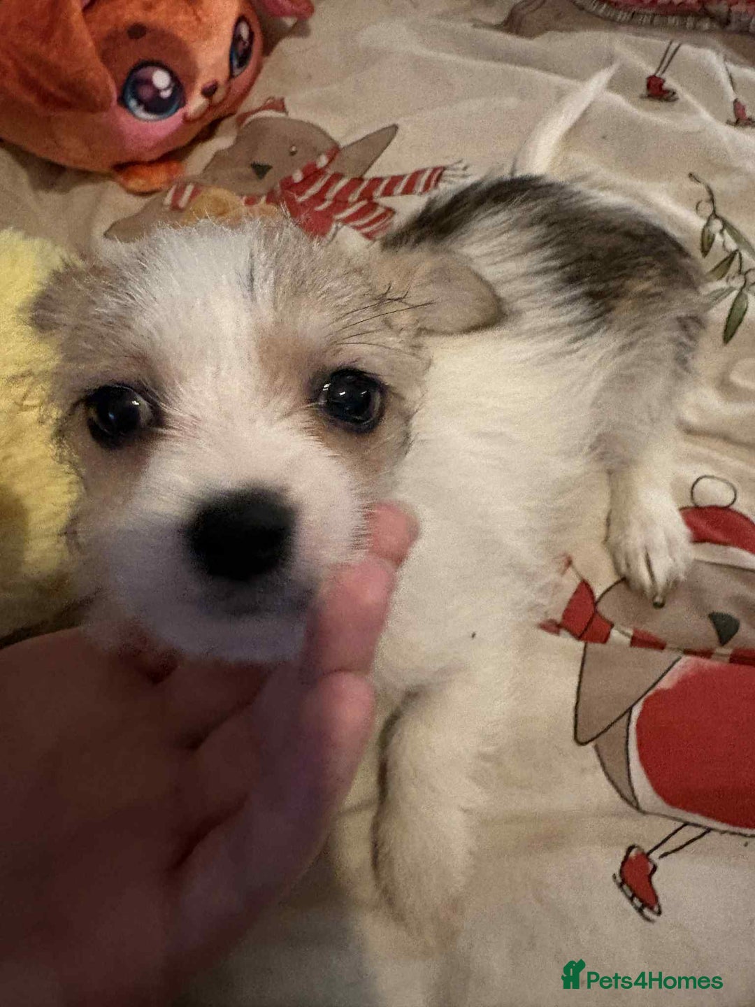 Mixed Breed dogs for sale: stunning little chishi  - Image 6
